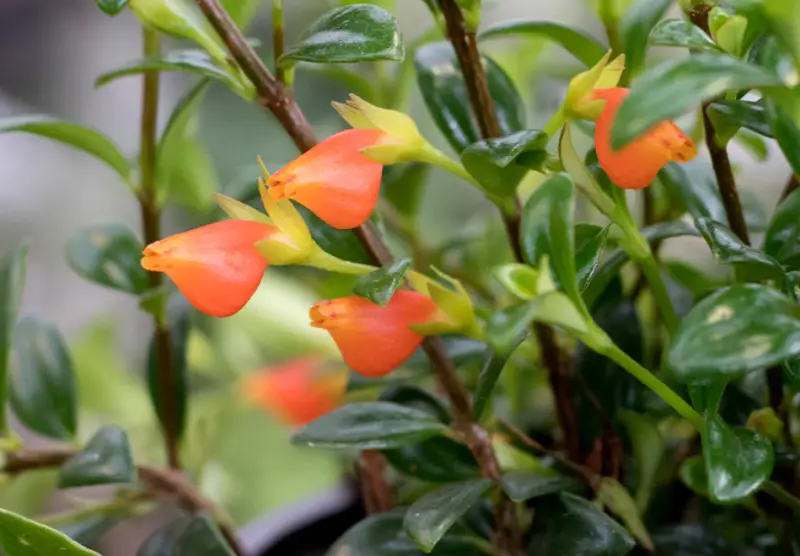 Goldfish Plant