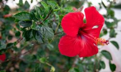 Hibiscus Tree Care and Growing Guide with Ultimate Tips