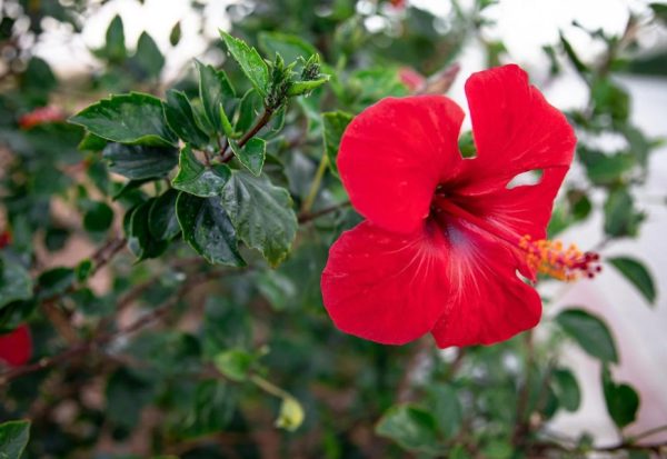 Hibiscus Tree care