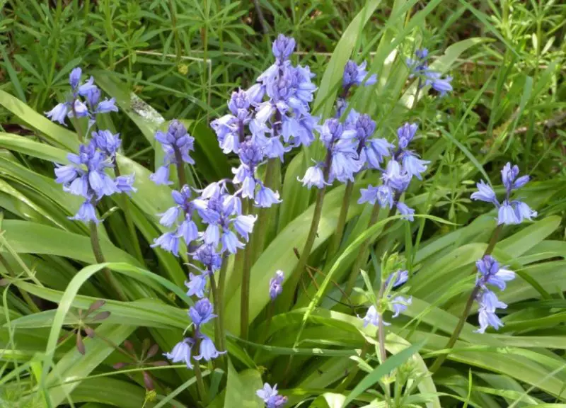 Bluebell Flowers