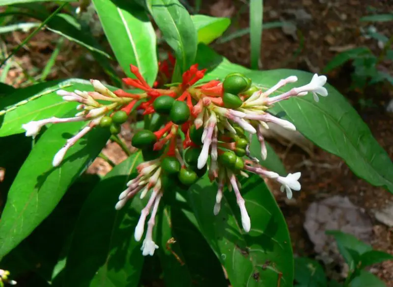 Snake Repellent plants