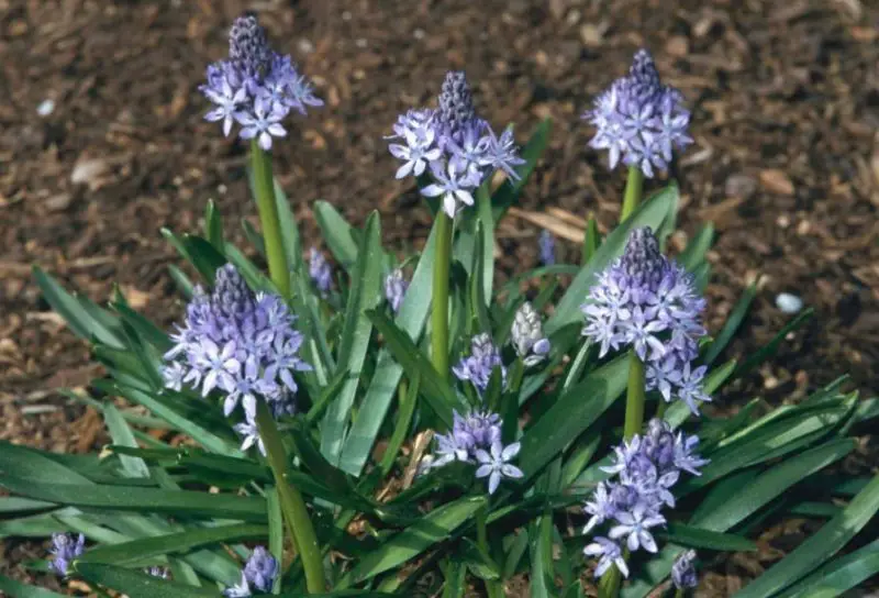 Bluebell Flowers