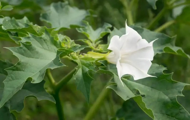 Snake Repellent plants