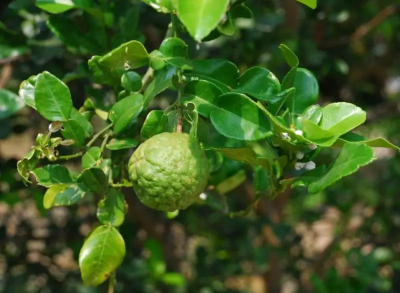 Snake Repellent plants