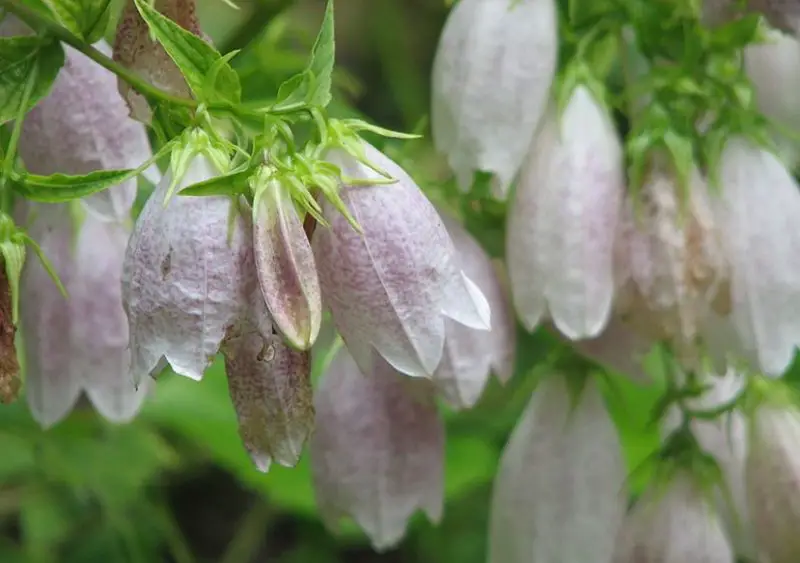 Bluebell Flowers