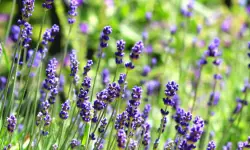 Lavender Plant Care and Growing Guide with Ultimate Tips