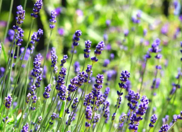 Lavender Plant Care