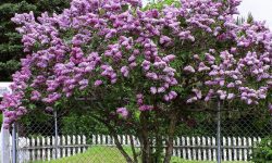 Lilac Tree Care and Growing Guide with Ultimate Tips