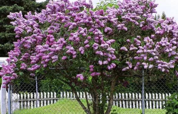 Lilac Tree