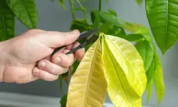 Money Tree Leaves Turning Yellow: 11 Causes and Solutions