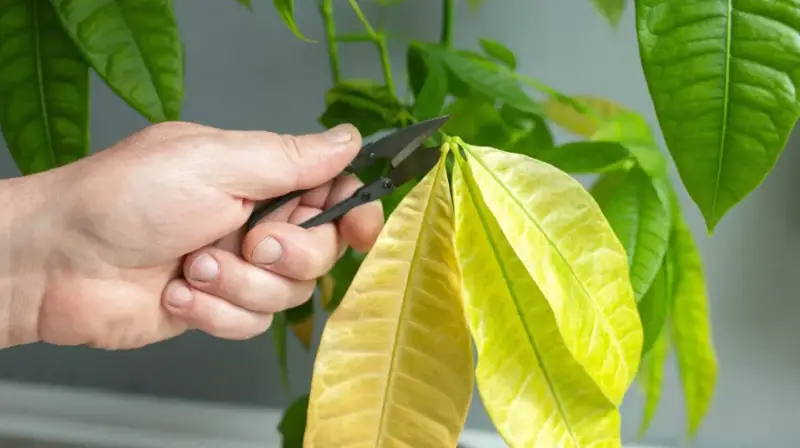 Money Tree Leaves Turning Yellow