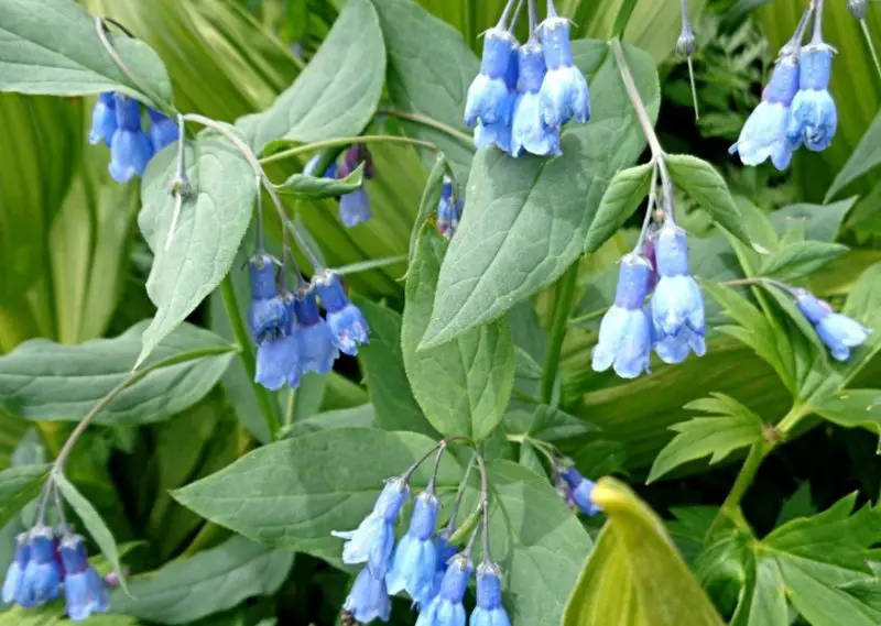 Bluebell Flowers