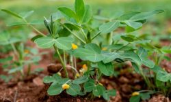 Peanut Plant Care and Growing Guide with Ultimate Tips