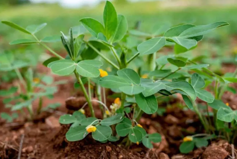 Peanut Plant