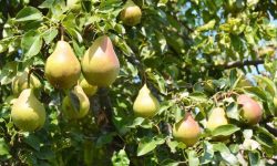 Pear Tree Care and Growing Guide with Ultimate Tips