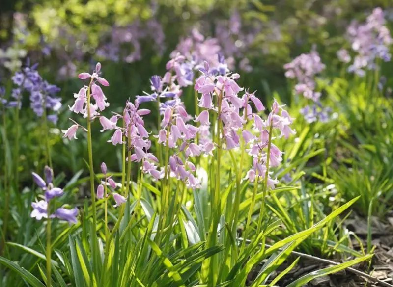 Bluebell Flowers