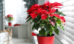 Poinsettia Care and Growing Guide with Ultimate Tips