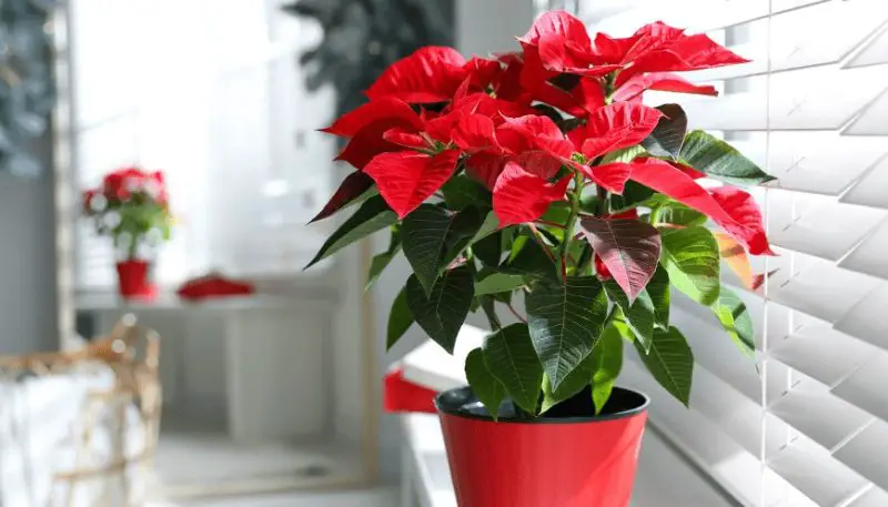 Poinsettia Care