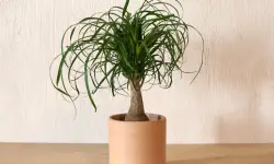 Ponytail Palm Care and Growing Guide with Ultimate Tips