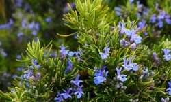 Rosemary Plant Care and Growing Guide with Ultimate Tips