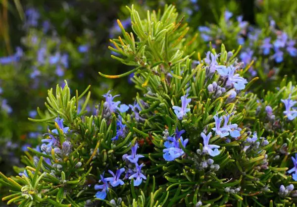 Rosemary Plant