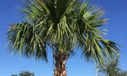 Palmetto Tree Care and Growing Guide with Ultimate Tips