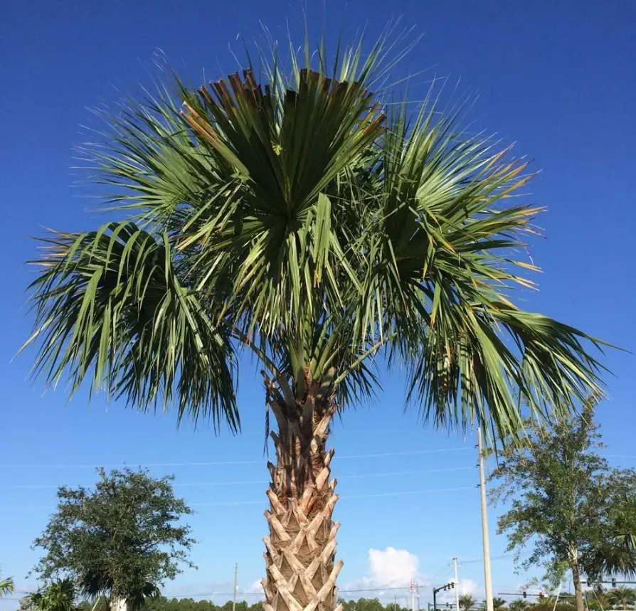 Palmetto Tree Care and Growing Guide with Ultimate Tips