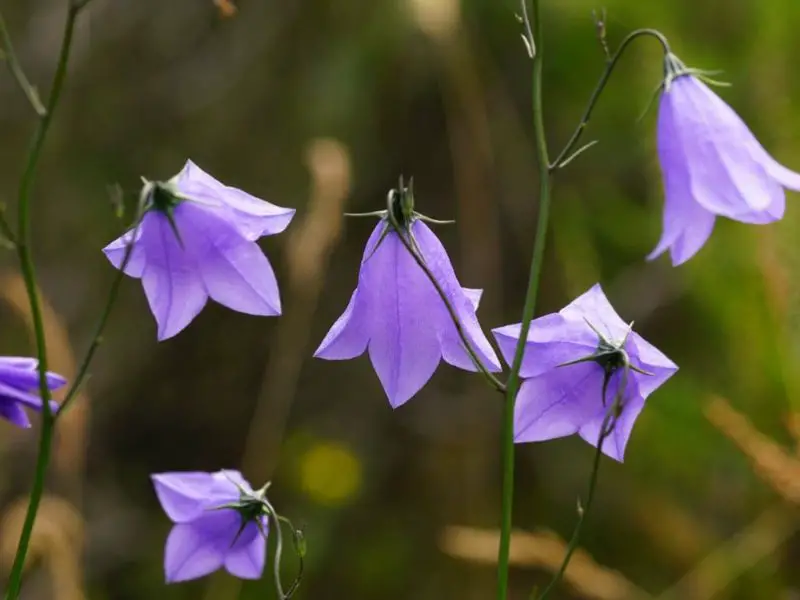 Bluebell Flowers