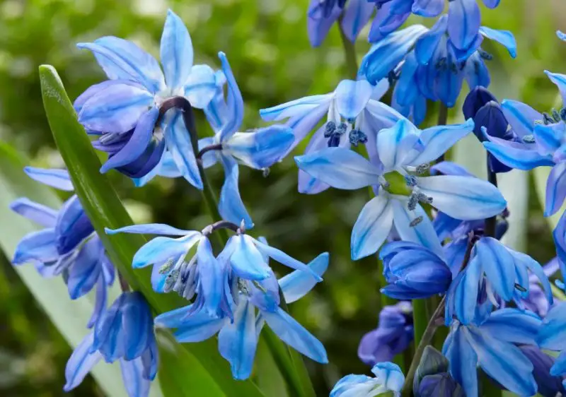 Bluebell Flowers