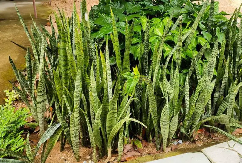 Snake Repellent plants