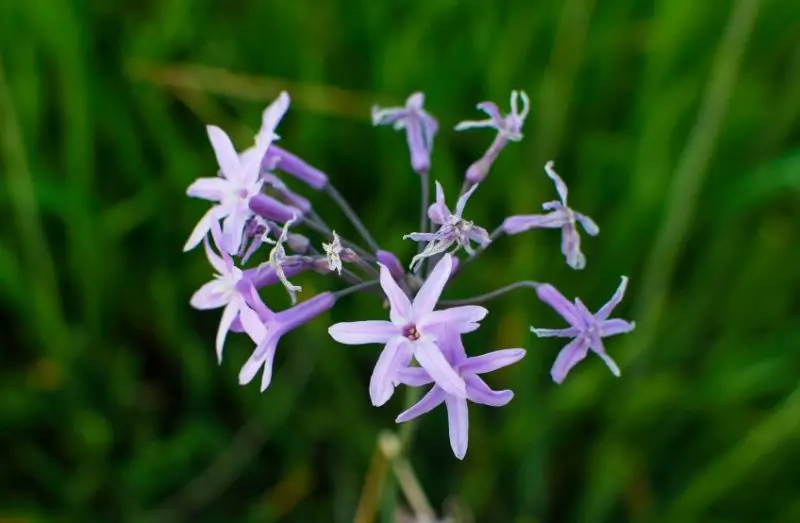 Snake Repellent plants