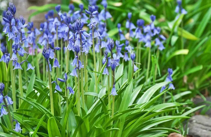 Bluebell Flowers