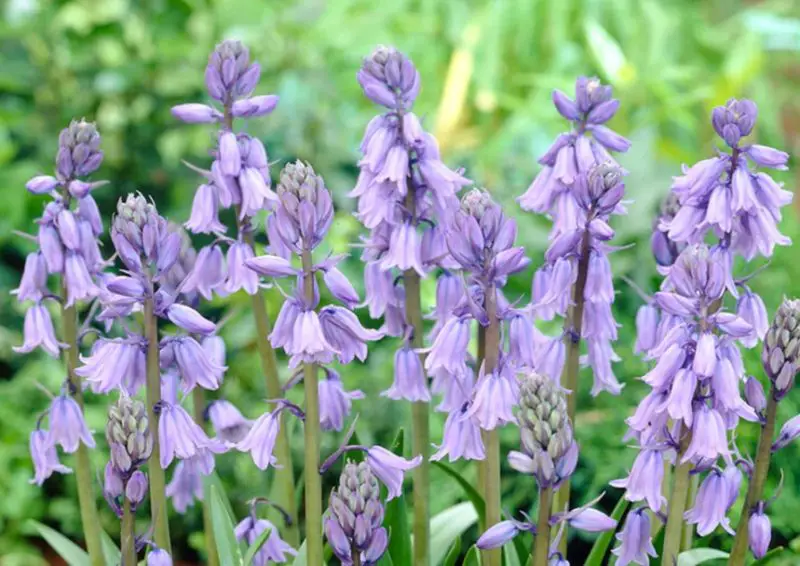 Bluebell Flowers