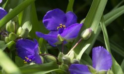 Spiderwort Care and Growing Guide with Ultimate Tips