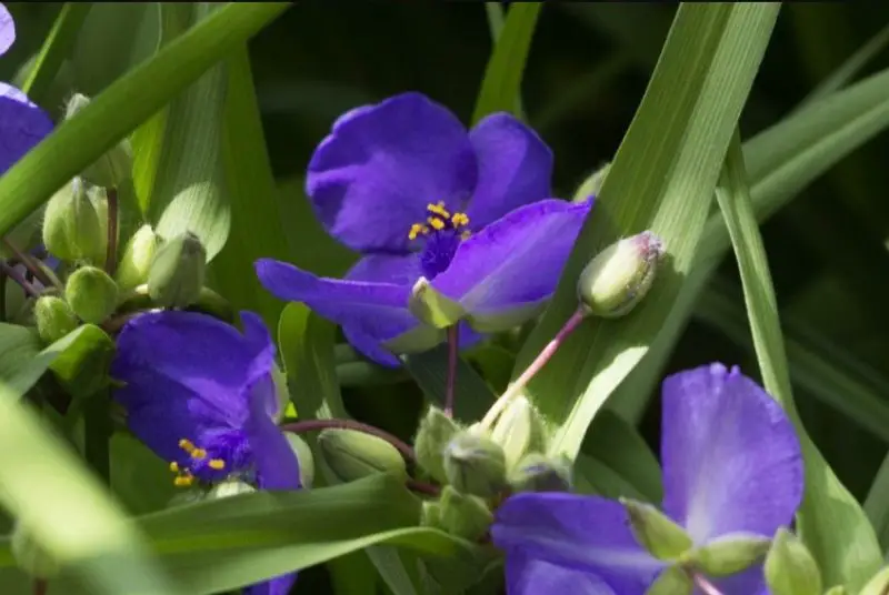 Spiderwort