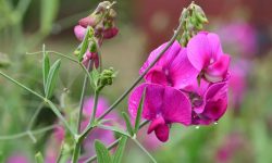 Sweet Pea Flower Care and Growing Guide with Ultimate Tips