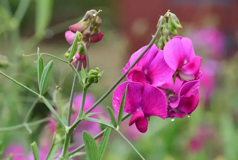 Sweet Pea Flowers