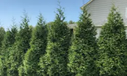 Thuja Green Giant Care and Growing Guide with Ultimate Tips