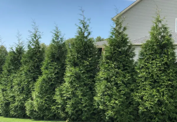 Thuja Green Giant