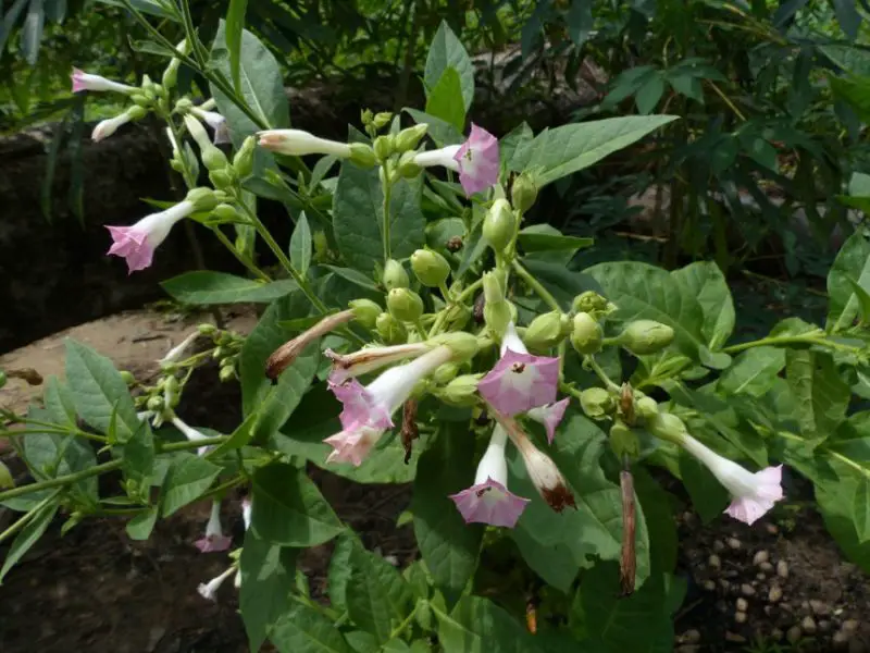 Snake Repellent plants