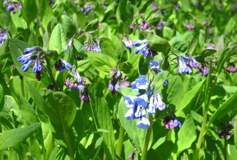 Bluebell Flowers