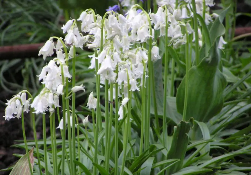 Bluebell Flowers