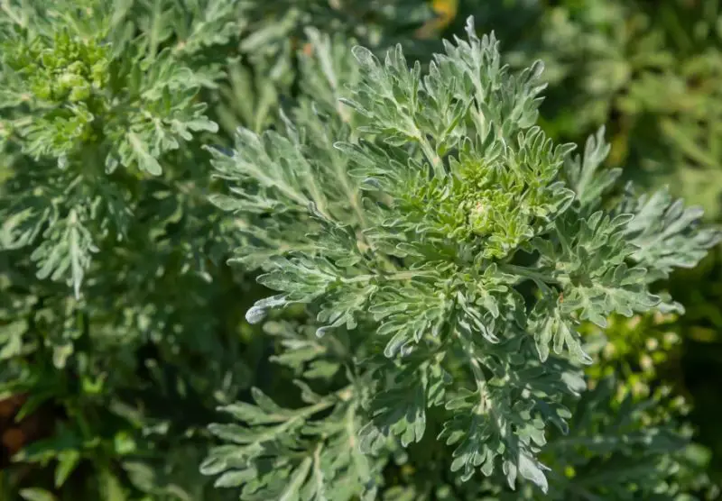 Snake Repellent plants