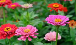 Zinnia Flowers Care and Growing Guide with Ultimate Tips