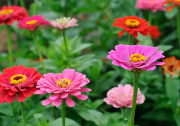 Zinnia Flowers