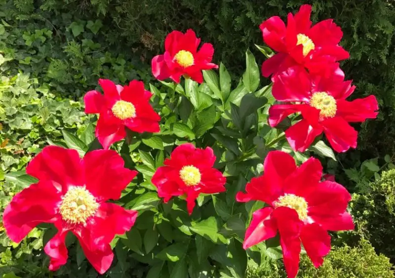 Peony Flowers