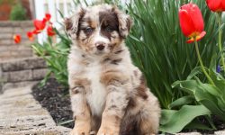 Australian Shepherd Puppies: A Complete Care Guide