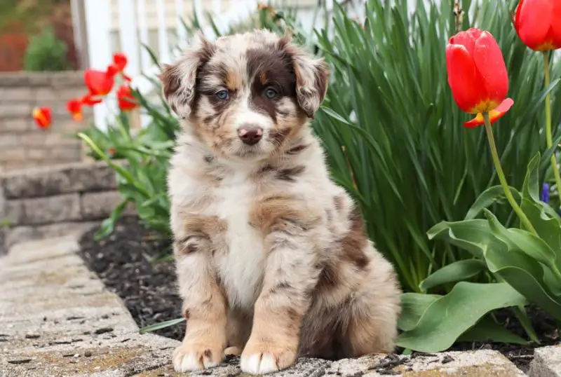 Australian Shepherd Puppies