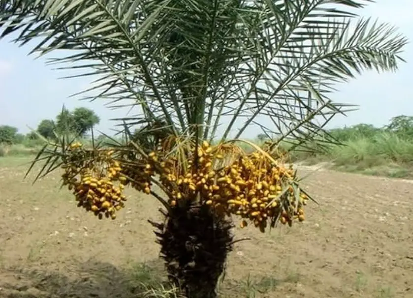 9 Types of Date Palm Trees (Pictures and Identification)