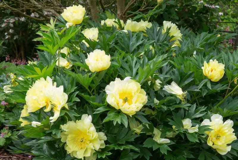 Peony Flowers